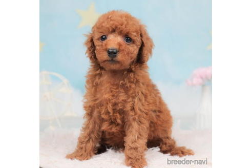 成約済の千葉県のトイプードル-207869の1枚目